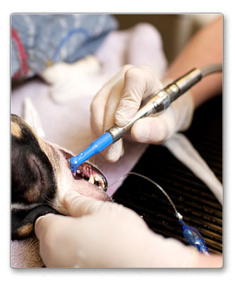 Dental Services