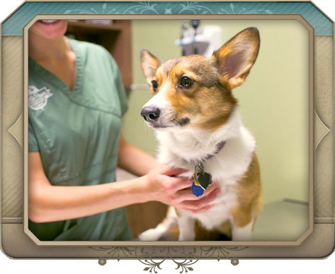 Client Services of North Paws Veterinary Clinic