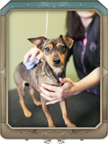 Grooming at North Paws Veterinary Clinic