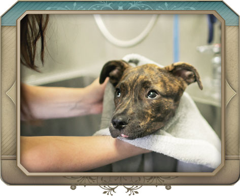 Grooming at North Paws Veterinary Clinic