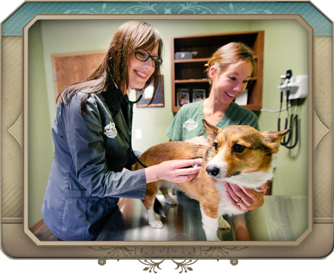 Pet Wellness Services at North Paws Veterinary Clinic