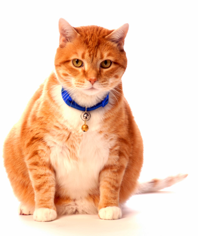 How to help your cat safely lose weight.