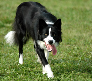 Border Collies are ranked as one of the smartest dog breeds.