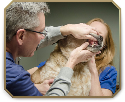 Dental Care for Dogs and Cats